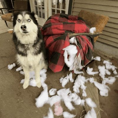 Husky Dog Standing Next To Pile Of Stuffing GIF