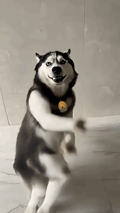 Husky Dog Standing On Hind Legs GIF
