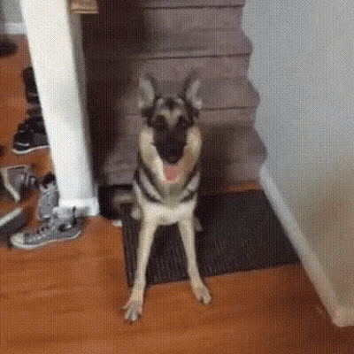 Husky Dog Standing On Hind Legs Next To Stairs GIF