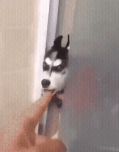 Husky Dog Sticking Head Out Door GIF