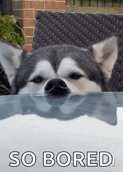 Husky Dog Sticking Head Over Glass Table GIF