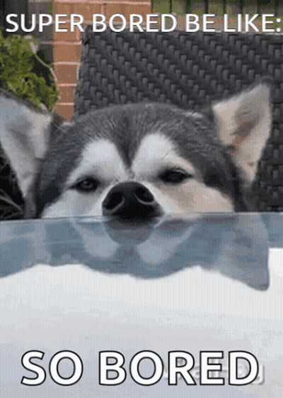 Husky Dog Super Bored Be Like GIF