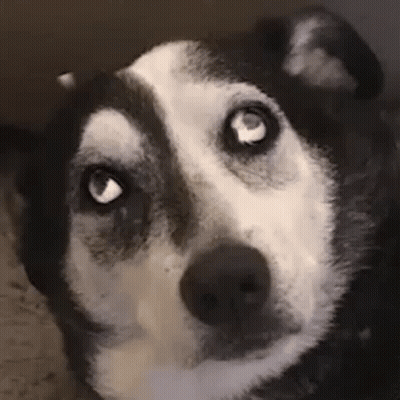 Husky Dog Surprised Close Up GIF