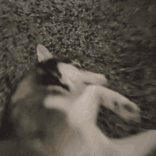 Husky Dog Surprised Question Mark GIF