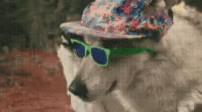 Husky Dog Wearing Hat And Sunglasses GIF