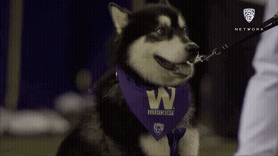 Husky Dog Wearing Purple Bandana GIF