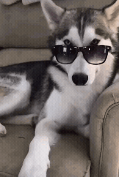 Husky Dog Wearing Sunglasses Laying On Couch GIF