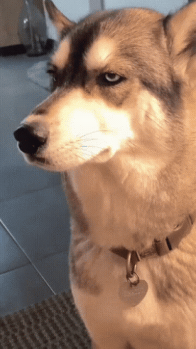 Husky Dog With Sally Tag GIF
