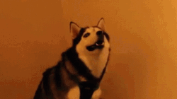 Husky Doggo Wat GIF