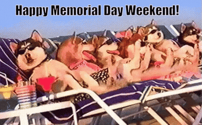Husky Dogs Laying On Beach Chairs Happy Memorial Day Weekend GIF