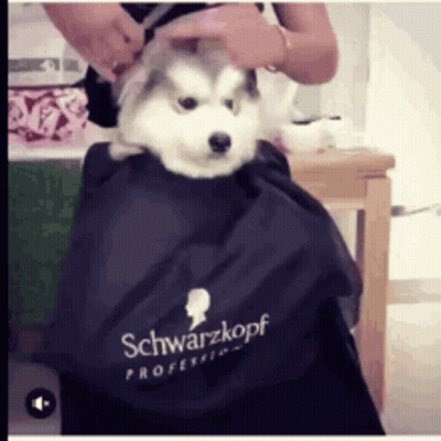Husky Getting Haircut By Stylist In Schwarzkopf Cape GIF
