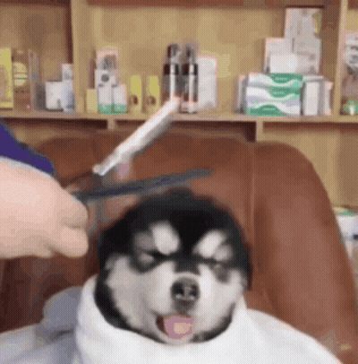 Husky Getting Haircut With Scissors GIF