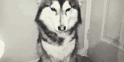 Husky Giving A High Five GIF