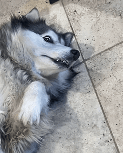 Husky Grinning While Lying Down GIF