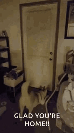 Husky Husky Jump GIF