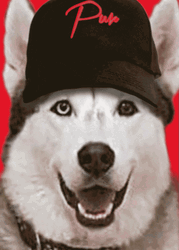 Husky GIF