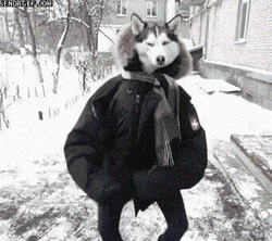 Husky GIF