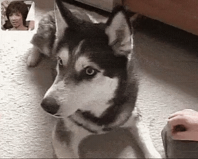 Husky Laying On Floor Looking At Camera GIF