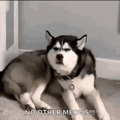 Husky Laying On Floor Looking At Camera Saying No Other Meows GIF