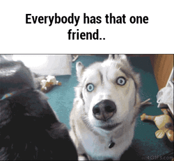Husky GIF
