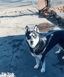 Husky GIF
