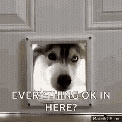 Husky Looking Through Cat Door Saying Everything Ok In Here GIF