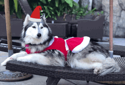 Husky Lounging In Festive Christmas Attire GIF