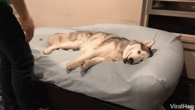 Husky Lying On Bed With Blue Blanket GIF