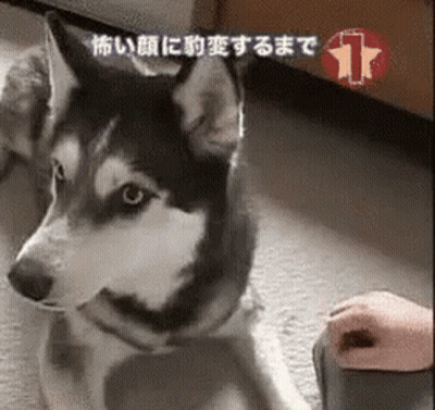 Husky Lying On Floor Looking At Camera GIF