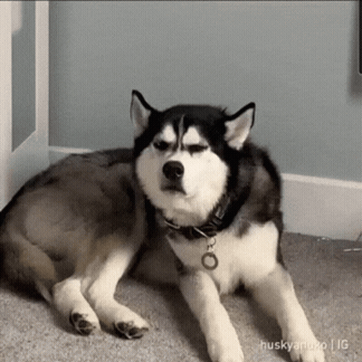 Husky Lying On Floor Looking GIF