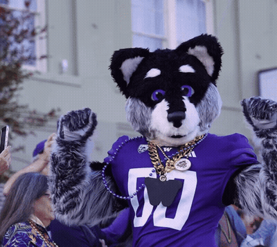 Husky Mascot In Purple Shirt With Number 50 GIF
