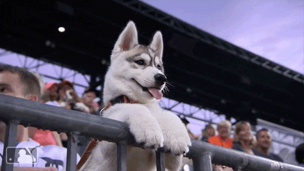 Husky Observing Crowd GIF