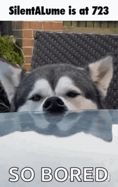 Husky Peeking Over Table So Bored GIF