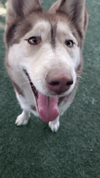 Husky Playfully Wags And Smile GIF