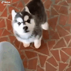 Husky GIF