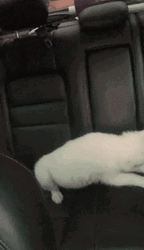 Husky Pup Crawling In Car Seat GIF