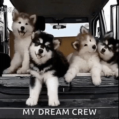 Husky Puppies Sitting In Back Of Truck GIF
