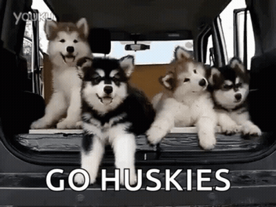 Husky Puppies Standing In Back Of Car GIF
