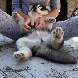 Husky Puppy Belly Rub Bliss GIF