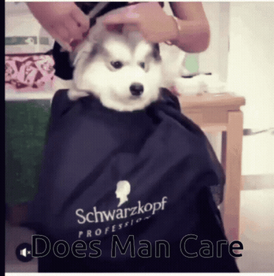Husky Puppy Groomed By Woman In Schwarzkopf Cape GIF