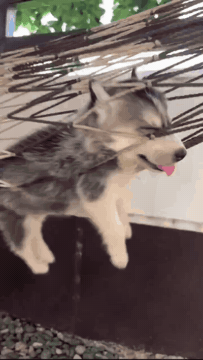 Husky Puppy Hanging Upside Down In Hammock With Tongue Out GIF