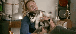 Husky Puppy Playfully Overwhelms Happy Man GIF