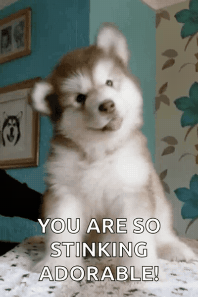 Husky Puppy Sitting You Are So Stinking Adorable GIF