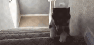 Husky Puppy Walking Up Stairs GIF