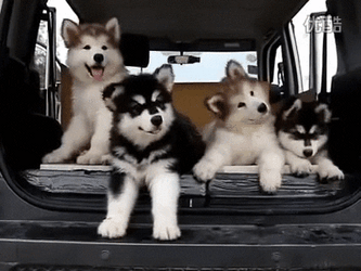 Husky GIF