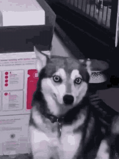 Husky Sitting In Front Of Printer Looking At Camera GIF