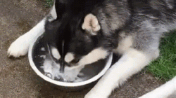 Husky Splashing Water GIF