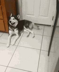 Husky Tranquilito GIF