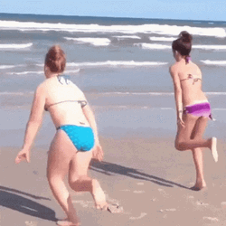Husky Tumbling Funny Beach GIF