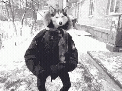Husky Wearing Scarf And Jacket In Snow GIF